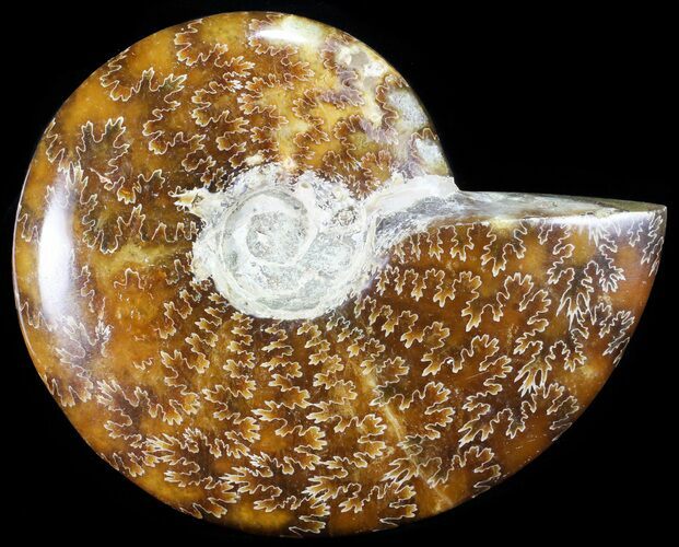 Polished, Agatized Ammonite (Cleoniceras) - Madagascar #60743